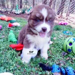 Siberian Huskies for Sale