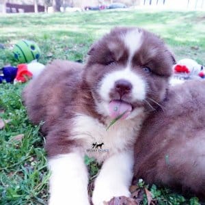 Siberian Huskies for Sale