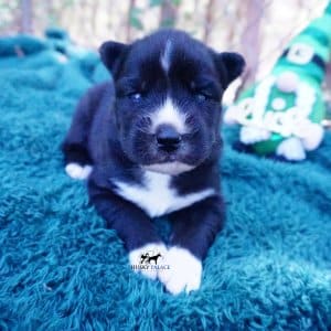Siberian Husky Puppies For Sale