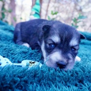 Siberian Husky Puppies For Sale