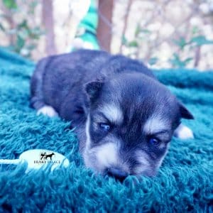 Siberian Husky Puppies For Sale
