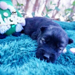 Siberian Husky Puppies For Sale