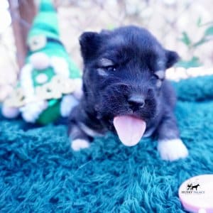 Siberian Husky Puppies For Sale