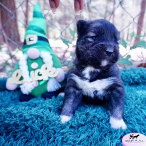 Siberian Husky Puppies For Sale