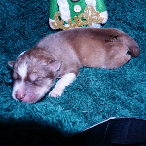 Siberian Husky Puppies For Sale