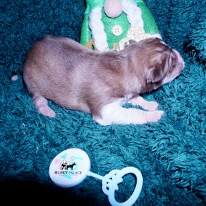 Siberian Husky Puppies For Sale