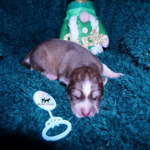 Siberian Husky Puppies For Sale