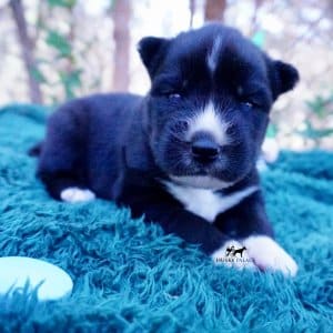 Siberian Husky Puppies For Sale