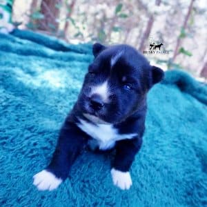 Siberian Husky Puppies For Sale