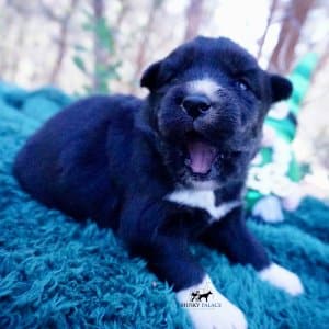 Siberian Husky Puppies For Sale