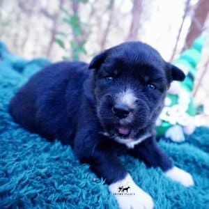 Siberian Husky Puppies For Sale