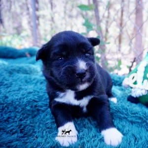 Siberian Husky Puppies For Sale