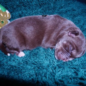 Siberian Husky Puppies For Sale