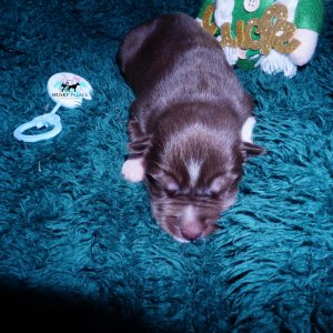Siberian Husky Puppies For Sale