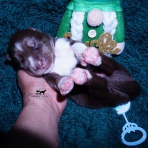 Siberian Husky Puppies For Sale