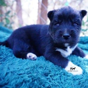 Siberian Husky Puppies For Sale