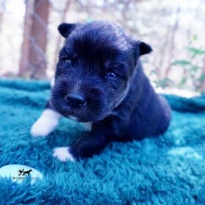 Siberian Husky Puppies For Sale