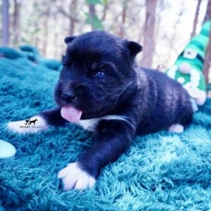 Siberian Husky Puppies For Sale