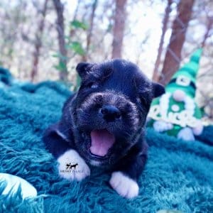 Siberian Husky Puppies For Sale