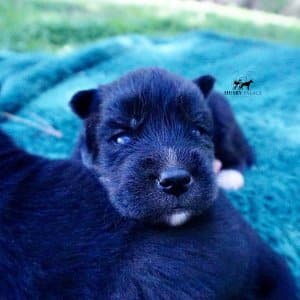 Siberian Husky Puppies For Sale
