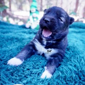 Siberian Husky Puppies For Sale