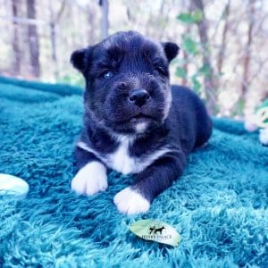 Siberian Husky Puppies For Sale