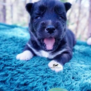 Siberian Husky Puppies For Sale