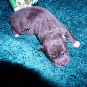 Siberian Husky Puppies For Sale