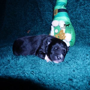 Siberian Husky Puppies For Sale