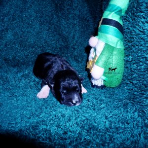 Siberian Husky Puppies For Sale
