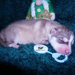 Siberian Husky Puppies For Sale