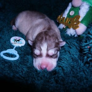 Siberian Husky Puppies For Sale