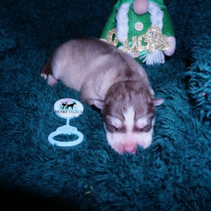 Siberian Husky Puppies For Sale