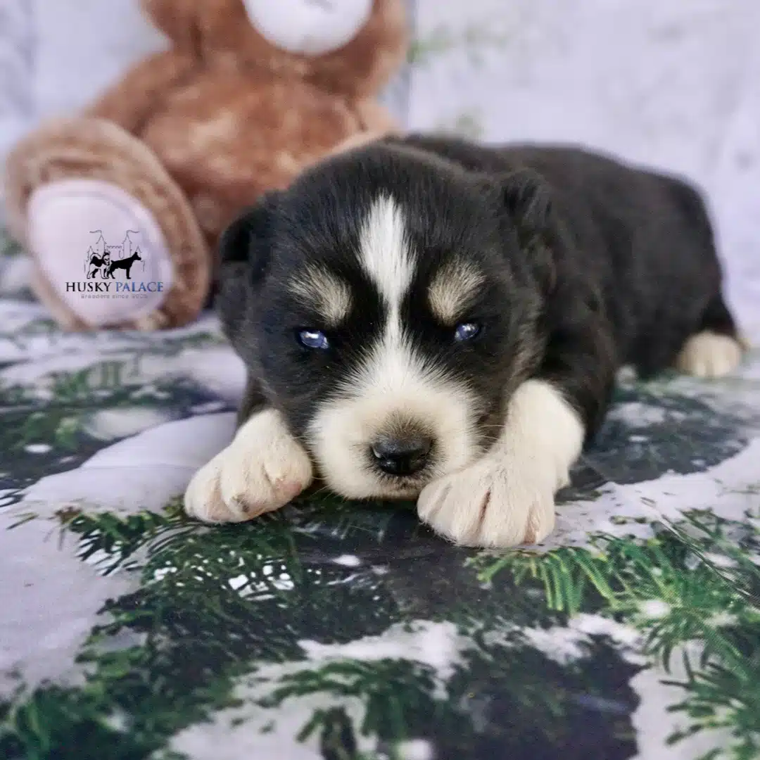 Siberian Husky Puppies In NC