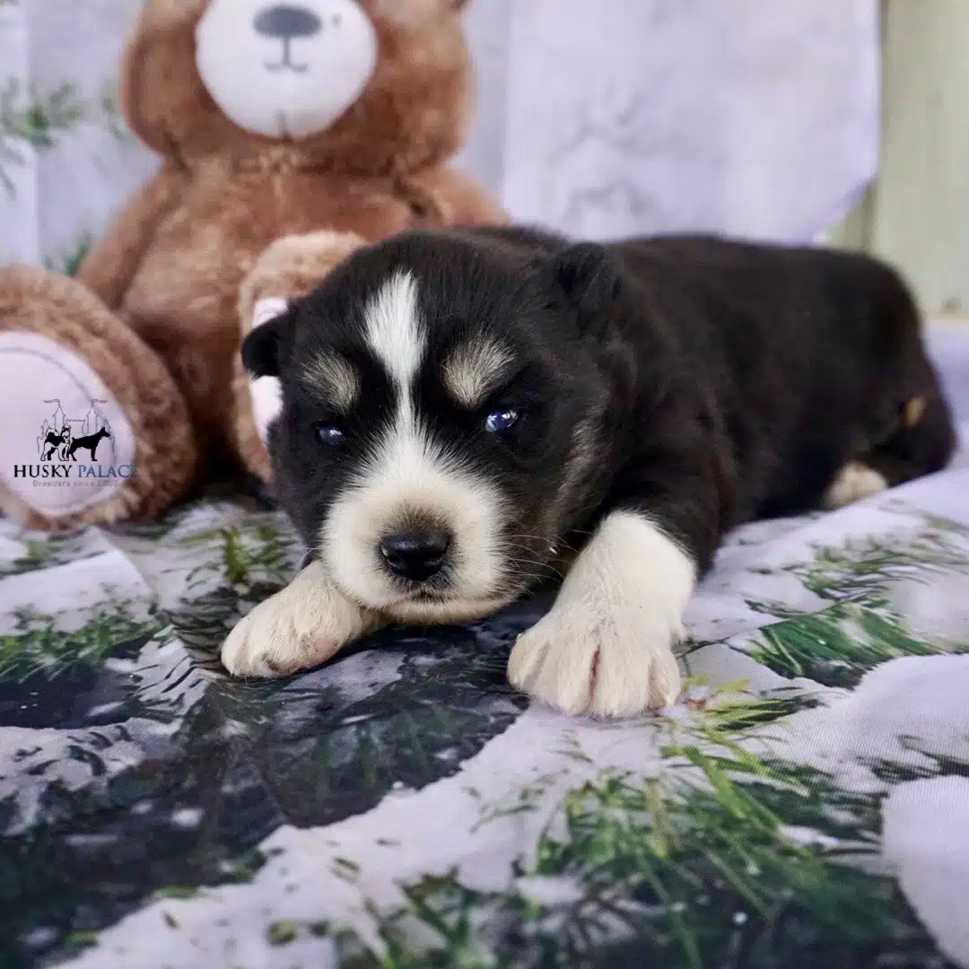 Siberian Husky Puppies In NC