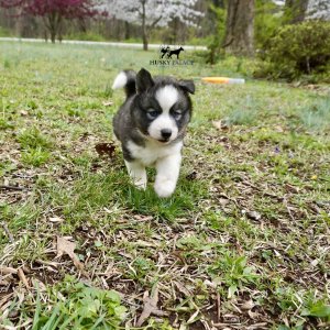 Siberian Husky Puppies In NC