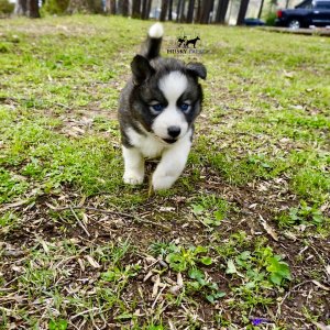 Siberian Husky Puppies In NC