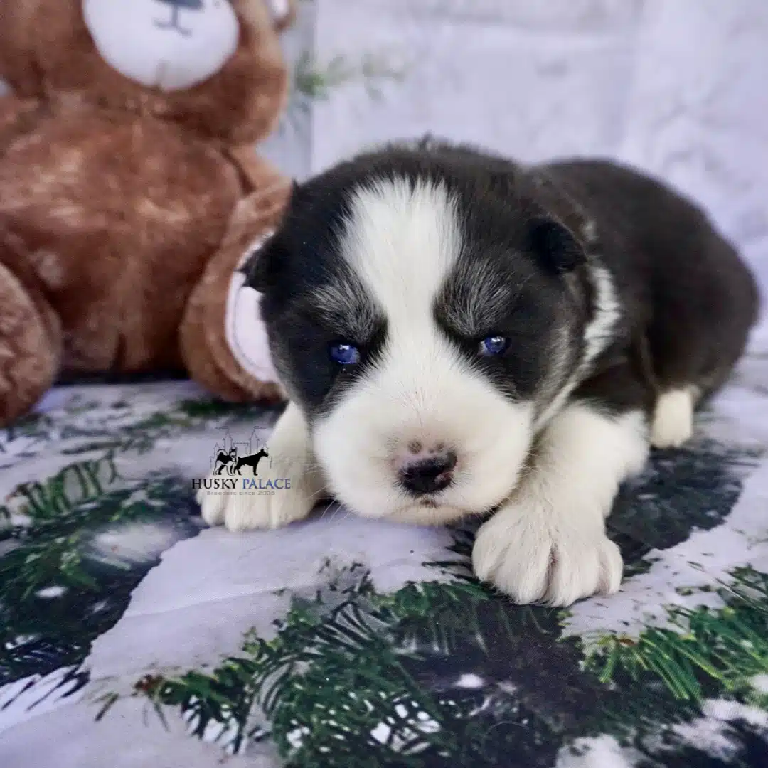 Siberian Husky Puppies In NC