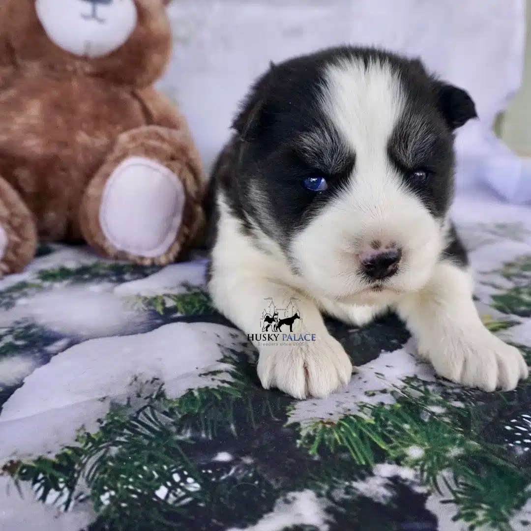 Siberian Husky Puppies In NC