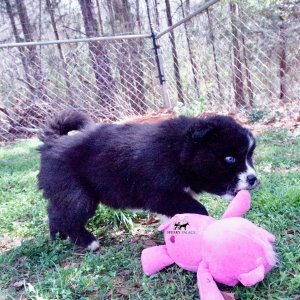 Solid Black Husky