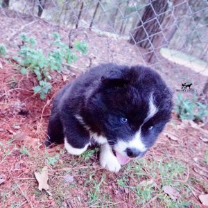 Solid Black Husky