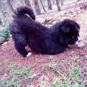 Solid Black Husky