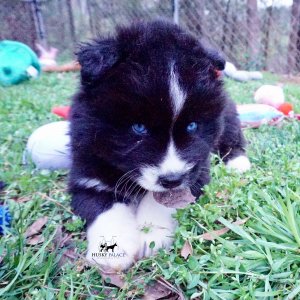 Solid Black Husky