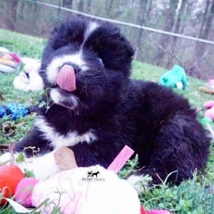 Solid Black Husky