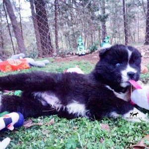 Solid Black Husky