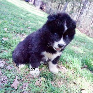 Solid Black Husky