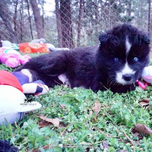 Solid Black Husky