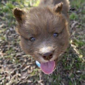 Solid Brown Husky