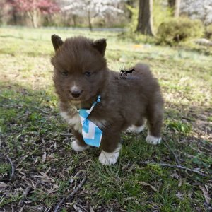 Solid Brown Husky
