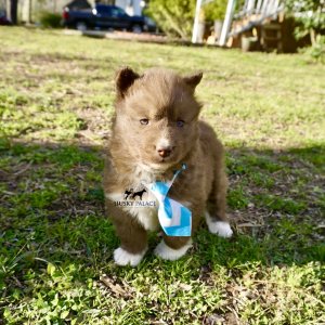 Solid Brown Husky